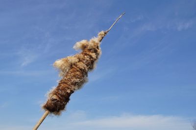 Low angle view of cattail against sky