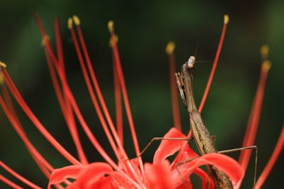 Close-up of insect on red flower