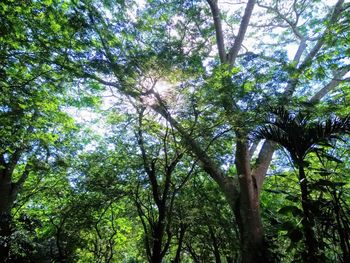 Low angle view of bamboo trees in forest