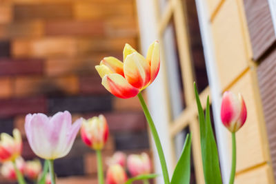 Close-up of pink tulips