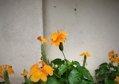 Close-up of orange leaves on yellow flowering plant