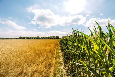 Scenic view of field against cloudy sky