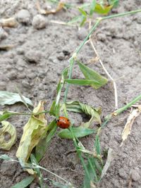 High angle view of insect on field