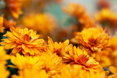 Close-up of yellow flowering plant