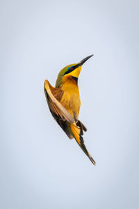 Low angle view of bird flying against clear sky