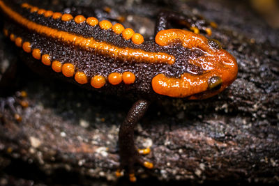 Close-up of animal on rock at night