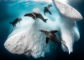 View of fishes swimming in sea