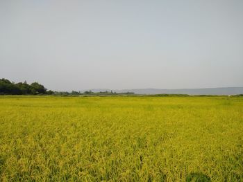 Scenic view of field against clear sky