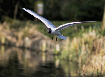 Bird flying over white background