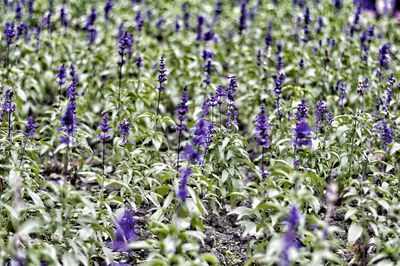 Close-up of purple flowering plants on field