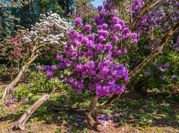 Purple flowers growing on tree