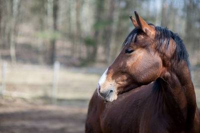 Close-up of horse looking away while standing in forest