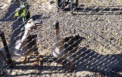 High angle view of birds on cobblestone