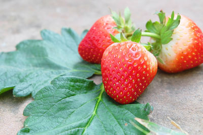 Close-up of strawberries on retaining wall