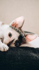 Portrait of dog lying down on sofa