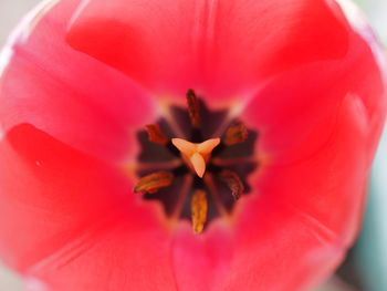 Close-up of red flower