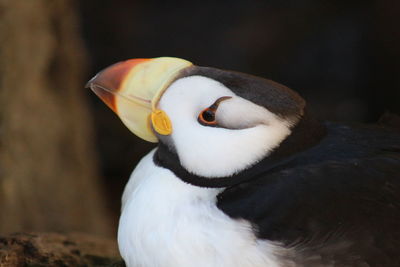 Close-up of a bird