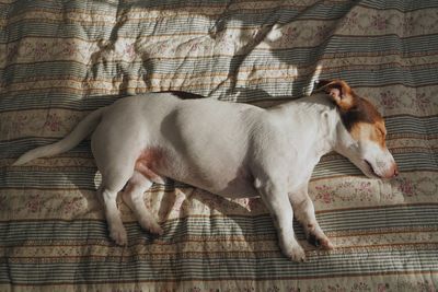 Close-up of dog lying on bed at home
