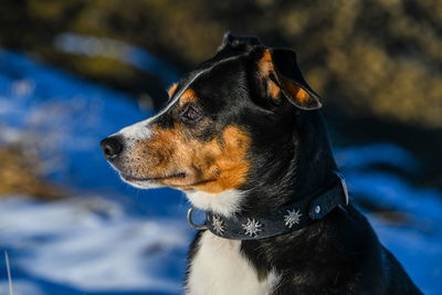 Close-up of dog looking away