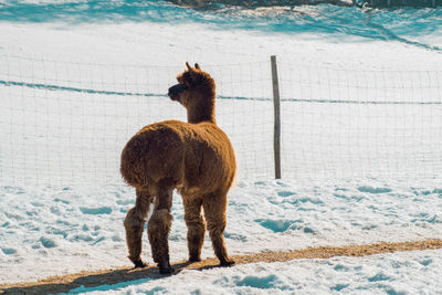 Horse standing on snow covered field