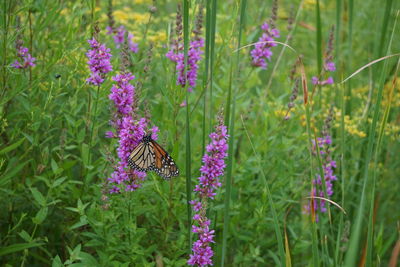 Close-up of butterfly on purple flowers