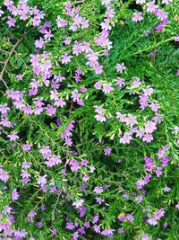 High angle view of pink flowering plants