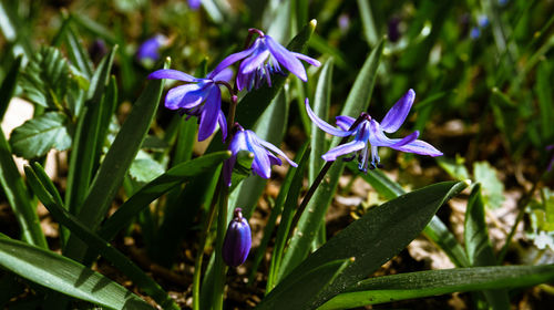 Close-up of purple iris flower on field