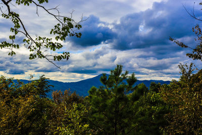 Plants and trees against sky