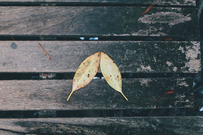 High angle view of dry leaf on footpath