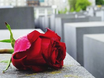 Close-up of red rose