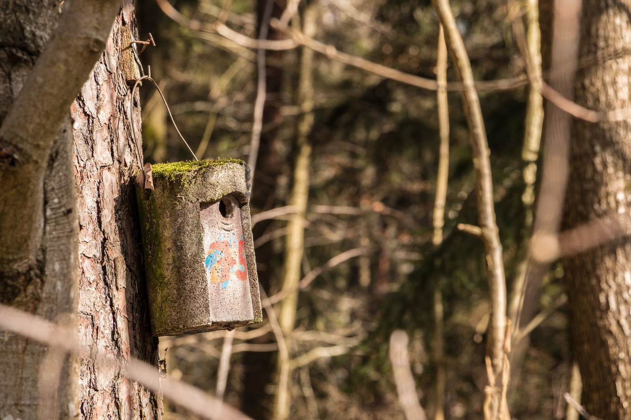 CLOSE-UP OF HANGING ON TREE TRUNK IN THE FOREST