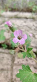 Close-up of pink flowering plant