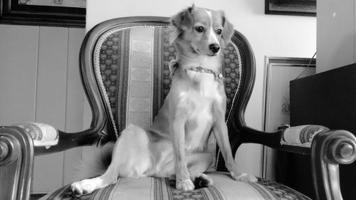 Dog sitting on armchair