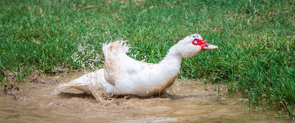 View of a duck on field