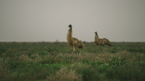 Ducks on a field