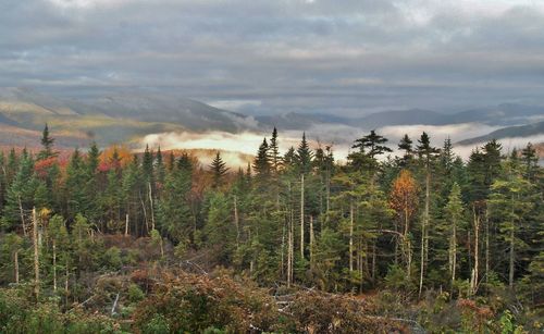 Scenic view of forest against sky