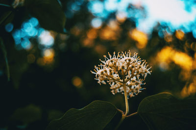 Close-up of flowering plant