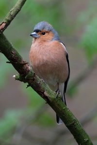 Close-up of bird perching on branch