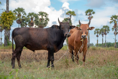 Cows in a field