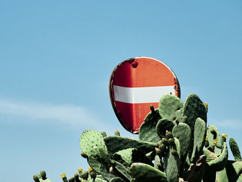 Low angle view of succulent plant against clear blue sky