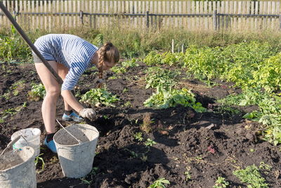 A young woman in a vest digs potatoes in a garden during harvesting.