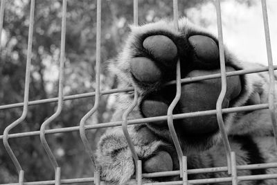 Close-up of monkey in cage