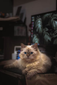 Portrait of cat relaxing at home