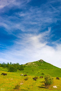 Scenic view of field against sky