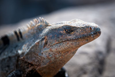 Close-up of reptile