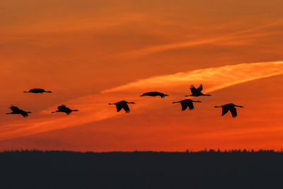 Flock of cranes flying in the sunrise
