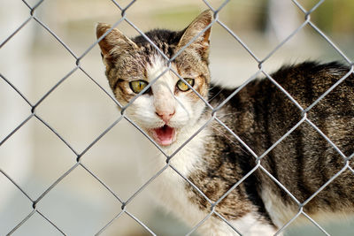 Close-up portrait of a cat seen through chainlink fence