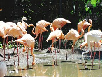 Birds in pond