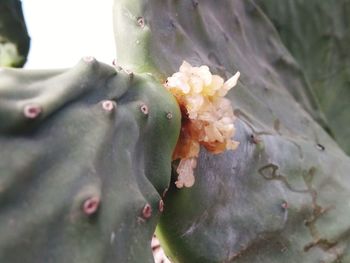 Close-up of flower against blurred background