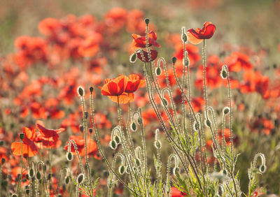 Close-up of red poppy flowers